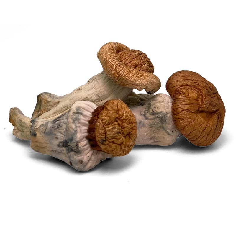 Mushrooms